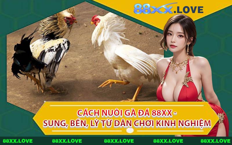 Cách Nuôi Gà Đá 88XX - Sung, Bền, Lỳ Từ Dân Chơi Kinh Nghiệm