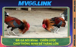 Đá Gà Nòi MV66 - Chiến Lược Chơi Thông Minh Để Thắng Lớn