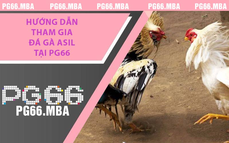 Hướng dẫn tham gia đá gà Asil tại PG66