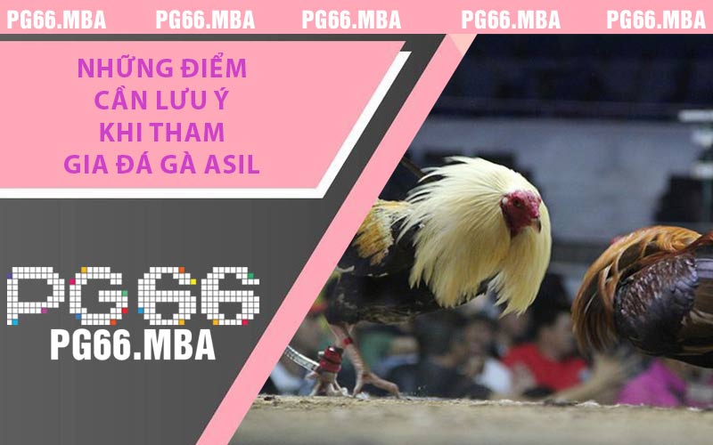 Những điểm cần lưu ý khi tham gia đá gà Asil