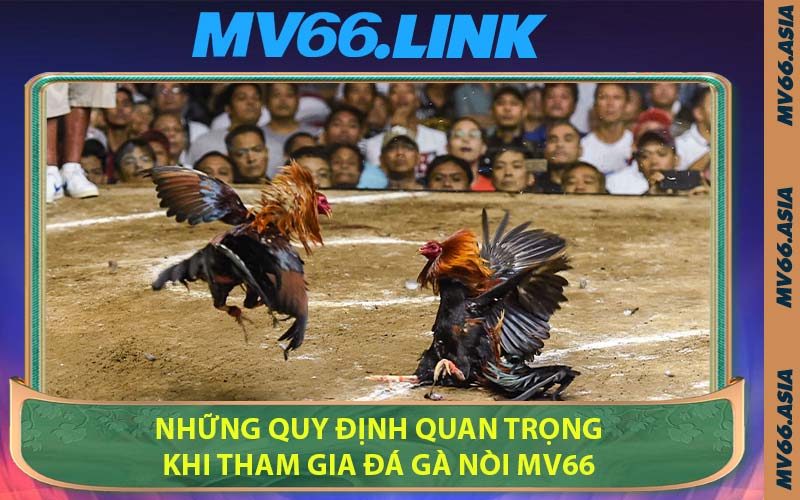 Những quy định quan trọng khi tham gia đá gà nòi MV66