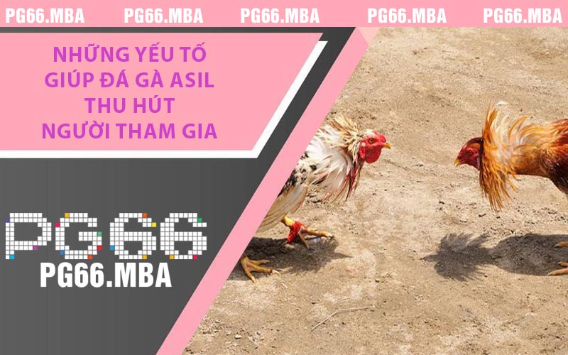 Những yếu tố giúp đá gà Asil thu hút người tham gia